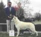 UKC CH Staffords Pet Spike