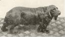 <span style="color: darkred">SH CH</span> Bachelor (Sussex Spaniel)