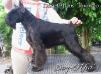 Dog-Otho`s Toronto/ GT