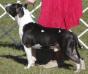 AKC CH & UKC CH Fullmoon Midnight Rider