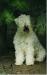 Int D Dk Ned Ch Wheaten Rebel's Bagheera Lass