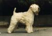 INTL GER CH Wheaten Rebel's Mike Hammer