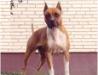 OHM-HR,CACIB,CAC Pandora de Ngorong-Ngorong