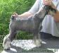Dog-Otho¿s Tazmania / GT
