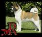 UK CH Redwitch Playboy