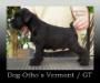 Dog-Otho¿s Vermont / GT