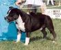 CH (AKC/CKC) X-Pert Beers Hurri Kaine Bob