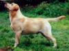 INTER, MULTI CH Might Be A Show Dog of Tintagel Winds