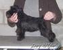 Dog-Otho`s Zambia / GT