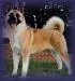 AKC CH TimberSky's Moonlight Desire