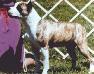 Ch. Finwar's Blonde Ambition