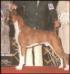 CH (INT/AKC) Wagner Wilverday Famous Amos