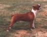 AKC CH Pacific Rangler's Wild Bill