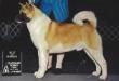 AKC CH Minda's Wadda Catch By White Eagle