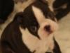 katellibull twinkling star