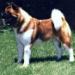 AKC CH Kuroi Kao Double Shot Of O'Granddad