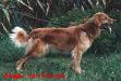 Ginger von Ascona