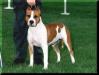 AKC CH Yukon's Misty Mountain Hop