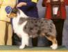 HOF AKC/ASCA CH McMatt's EZ Going