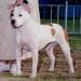 AKC CH. Rangler Red Hot Peaches n Cream