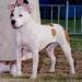 AKC CH. Rangler Red Hot Peaches n Cream