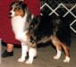 AKC CH. Briarbrook's Prototype