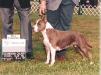 AKC/UKC CH, FAST 'G' White Rock Tuffer Than Taffy