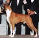 AM CH, SOM Tejelo Reflection of Hunter