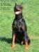  Chico von der Doberwache