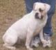 Gilson's Missy