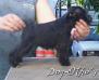 Dog-Otho¿s Zimbawe / GT