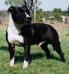 AUST CH. Willynwood Midnightxpress (Imp USA)