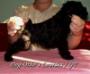 Dog-Otho`s Lourdes / GT