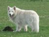  Why Not White Alsatian Nikos