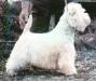 ENG CH, CRUFTS 1995 Ashgate Sinclair