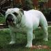 BISS CH (AKC) Roscoe's White Lighting