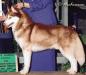 AKC CH Kristar's Tickle Me Elmo