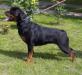  Pia Black Iron Rott