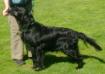  Wivern Willow of Tweedsmill