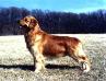 CH Beaumaris Miramichi Duran