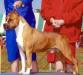 WW08,10,12, BIS, BISS MULTI CH, INT CH, AKC CH Royal Court Winning Colors