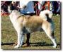 AKC CH N Stars Coors Silver Bullet