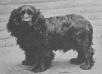 Ted Obo (Cocker Spaniel)