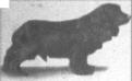 Obo (Cocker Spaniel)