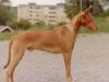 Antefa's Cnuphi-Chnum
