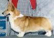 AKC CH Foxway Corg'rd Crystal Legacy