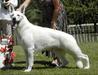 UKC\AWSA\WSCC CH Royal Von Tasz Classic