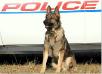 K-9 Majic vom Haus Hall