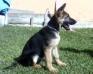 Dexter do Monte Celeste
