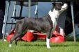 BH TK1 FI CH EE CH LV CH Sticky Wicket's I am a Wildog